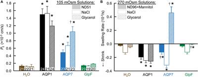 Aquaporin-7: A Dynamic Aquaglyceroporin With Greater Water and Glycerol Permeability Than Its Bacterial Homolog GlpF
